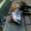 Thurleigh Road