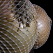 Naughty Onion V